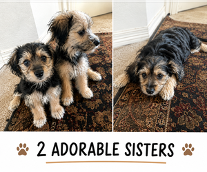 Maltipoo (Miniature)-Yorkshire Terrier Mix Puppy for sale in DENVER, CO, USA