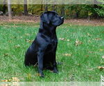 Small Labrador Retriever