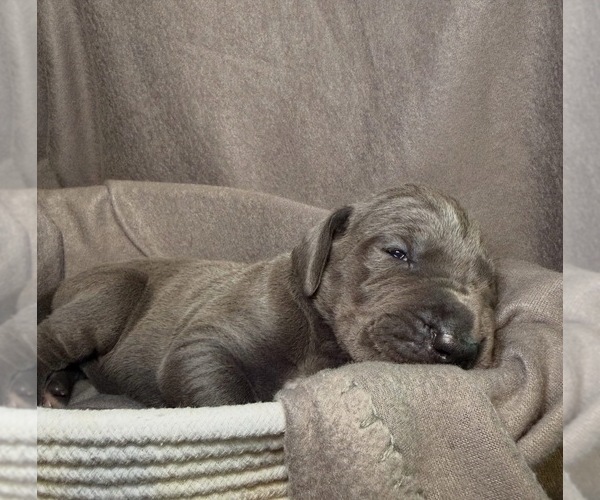 Medium Photo #18 Great Dane Puppy For Sale in GASTONIA, NC, USA