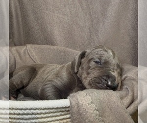 Medium Great Dane