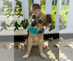 Small #4 Chihuahua-Cocker Spaniel Mix