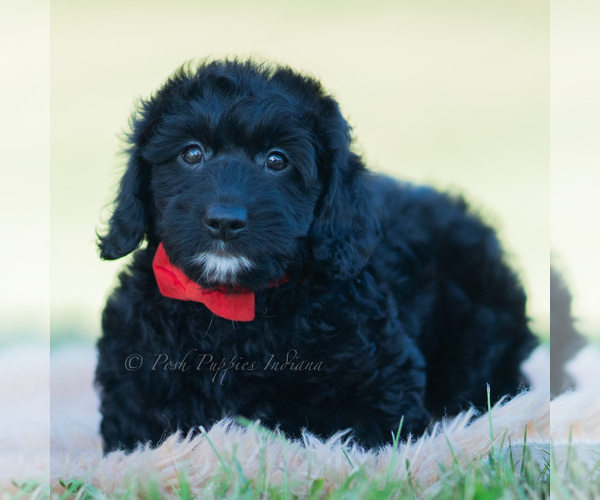 Medium Photo #4 Goldendoodle (Miniature) Puppy For Sale in WARSAW, IN, USA