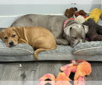 Small #29 American Staffordshire Terrier Mix