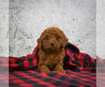 Small Photo #4 Goldendoodle (Miniature) Puppy For Sale in ITASCA, TX, USA