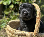 Small #2 Black Russian Terrier