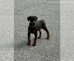 Small Photo #16 Doberman Pinscher Puppy For Sale in NEWTON, NC, USA