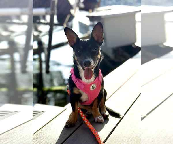 Medium Photo #4 Dachshund-Unknown Mix Puppy For Sale in Arlington, WA, USA