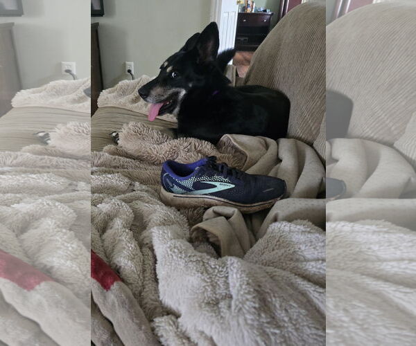 Medium Photo #2 German Shepherd Dog-Unknown Mix Puppy For Sale in La Grange , NC, USA