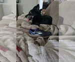 Small #1 German Shepherd Dog Mix