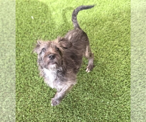 Medium Photo #5 Mutt Puppy For Sale in Phoenix, AZ, USA