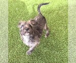 Small #4 Mutt