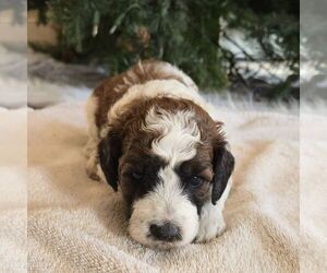 Bernedoodle (Miniature) Puppy for sale in NEW HOLLAND, PA, USA