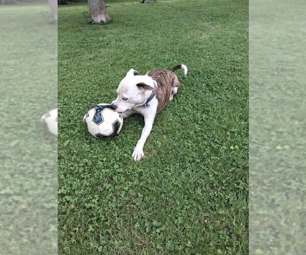 Medium Photo #3 American Pit Bull Terrier-Unknown Mix Puppy For Sale in Germantown, OH, USA