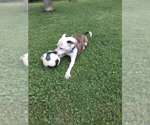 Grafix - Male American Pit Bull Terrier-Unknown Mix Dog for Adoption - Photo #3