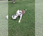 Small #2 American Pit Bull Terrier Mix