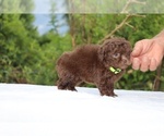 Small #6 ShihPoo