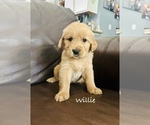Puppy Willie Golden Retriever