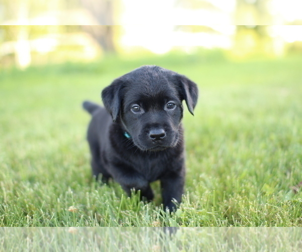 Medium Photo #7 Labrador Retriever Puppy For Sale in FRYTOWN, IA, USA