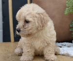 Small #6 Poovanese