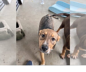 Mountain Cur-Unknown Mix Dogs for adoption in Tracy City, TN, USA