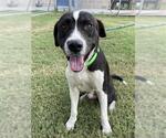 Small #1 Labrador Retriever