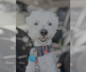 Maltese-Unknown Mix Dogs for adoption in Bellevue, WA, USA