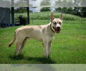 Huskies -Unknown Mix Dogs for adoption in Abbeville, LA, USA