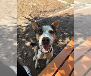 Mutt Dogs for adoption in Denver, CO, USA