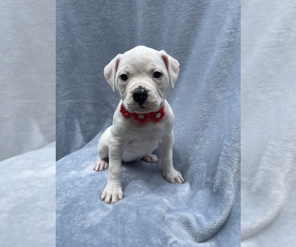 Medium Photo #1 American Bulldog Puppy For Sale in HEDGESVILLE, WV, USA