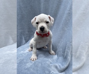 American Bulldog Puppy for sale in HEDGESVILLE, WV, USA