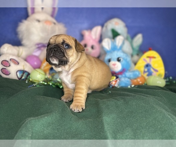 Medium Photo #10 Faux Frenchbo Bulldog Puppy For Sale in HOODSPORT, WA, USA