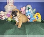 Small #9 Faux Frenchbo Bulldog
