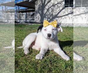 Borador Dogs for adoption in Sandy, UT, USA