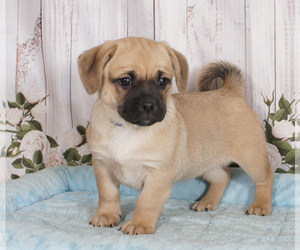 Havanese-Pug Mix Puppy for sale in PENNS CREEK, PA, USA