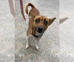 Small Photo #2 Dachshund-Unknown Mix Puppy For Sale in Arlington, VA, USA