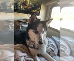 Small Photo #1 Siberian Husky Puppy For Sale in LIBERTY, MO, USA