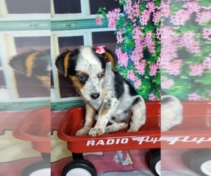 Australian Cattle Dog Puppy for sale in ELKHART, IN, USA