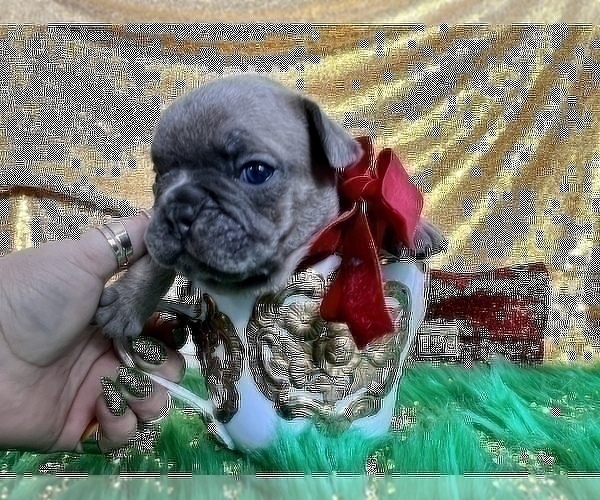 Medium Photo #97 French Bulldog Puppy For Sale in HAYWARD, CA, USA