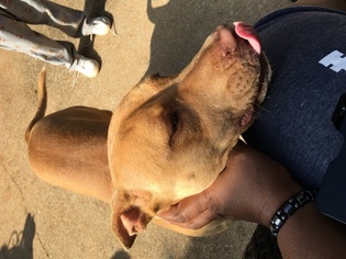 American Pit Bull Terrier-Unknown Mix Dogs for adoption in LITHONIA, GA, USA