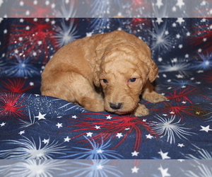 Goldendoodle (Miniature) Puppy for sale in BEDFORD, IN, USA