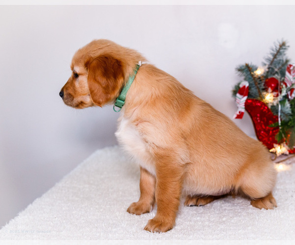 Medium Photo #98 Golden Retriever Puppy For Sale in WAKARUSA, IN, USA