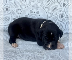 Great Dane Puppy for sale in MARSHVILLE, NC, USA