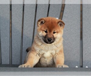 Shiba Inu Puppy for sale in APPLE CREEK, OH, USA