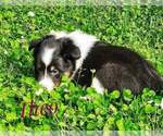 Puppy Theo Shetland Sheepdog