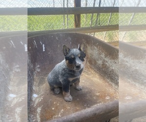 Australian Cattle Dog Puppy for sale in TOPPENISH, WA, USA