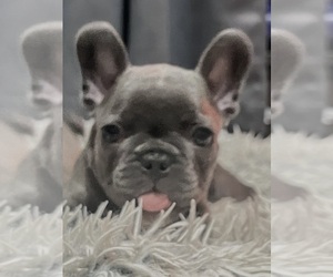French Bulldog Puppy for Sale in MIRAMAR, Florida USA