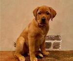 Small Photo #1 Labrador Retriever Puppy For Sale in ROSWELL, GA, USA