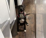 Small #1 Bullboxer Pit