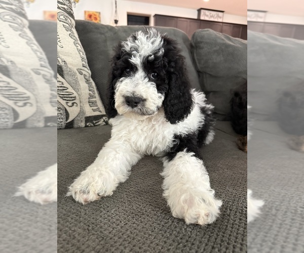 Medium Photo #9 Bernedoodle-Poodle (Standard) Mix Puppy For Sale in MENIFEE, CA, USA