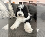 Small #8 Bernedoodle-Poodle (Standard) Mix